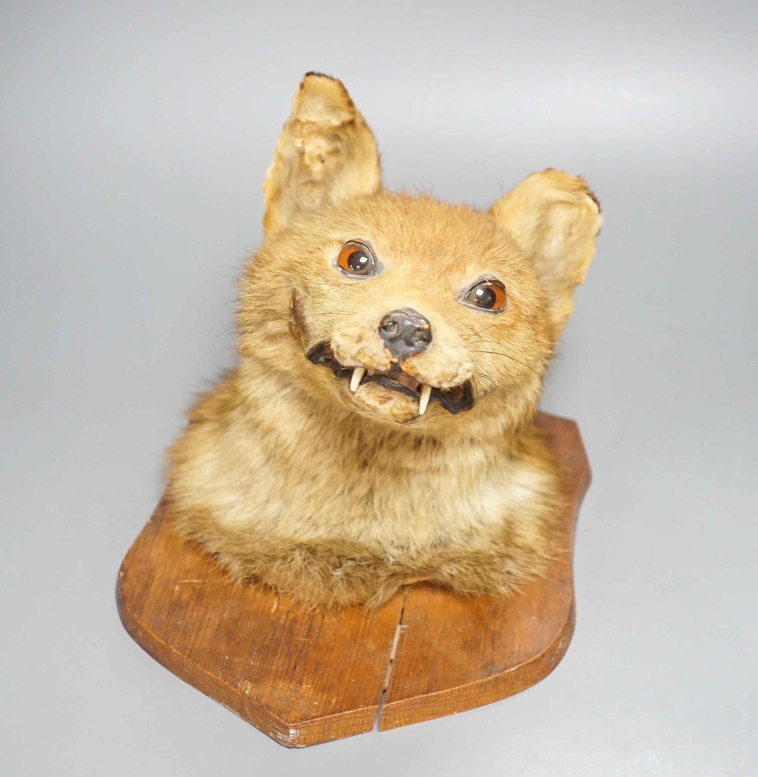 A taxidermy fox's head, mounted